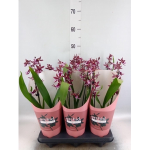 Burrageara  'Barrocco Red'
