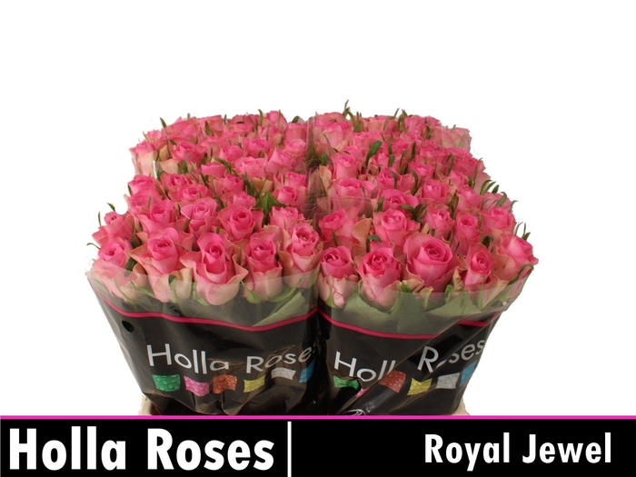 <h4>R GR ROYAL JEWEL</h4>