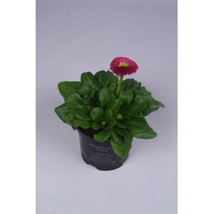 Bellis perennis 'Rusher Carmine'