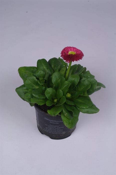<h4>Bellis perennis 'Rusher Carmine'</h4>