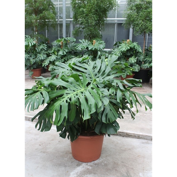 <h4>Monstera deliciosa</h4>