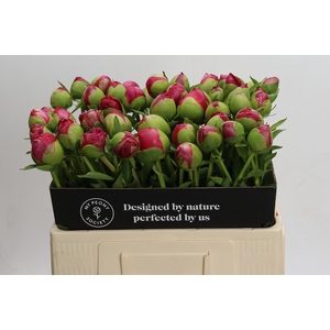 Paeonia Command Performance