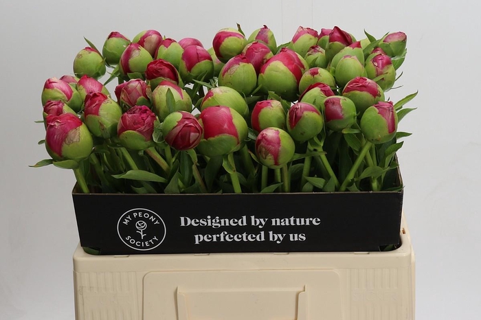 Paeonia Command Performance