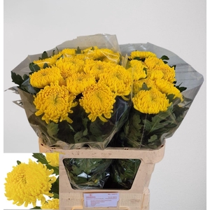 CHRYSANTHEMUM GR 'RIVALRY'