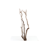 Syringa Branch Super Mozart