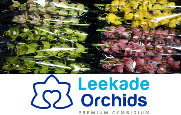 <h4>Cymb Mi Spring Mix Leekade X5</h4>