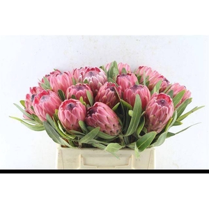 PROTEA RED ICE