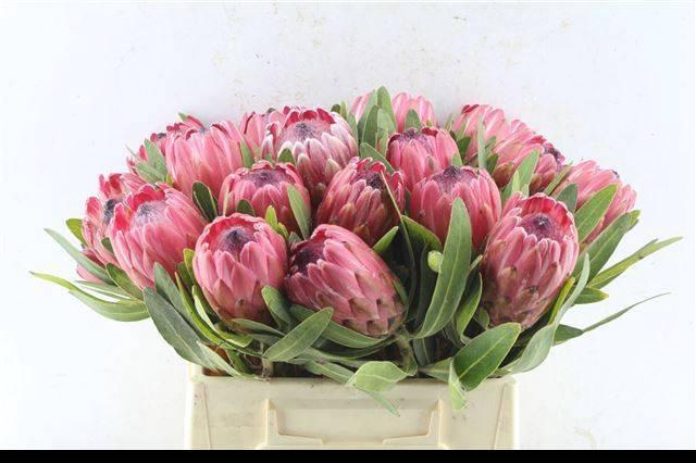 <h4>PROTEA RED ICE</h4>