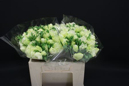 <h4>Anem Zwaar Pure White</h4>