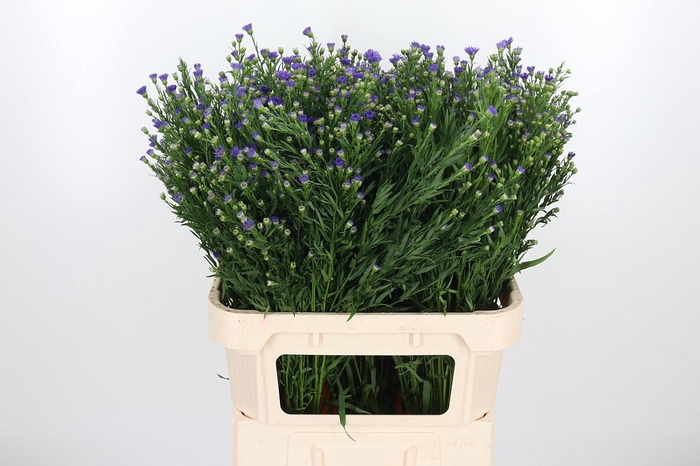 <h4>Aster Casamare</h4>