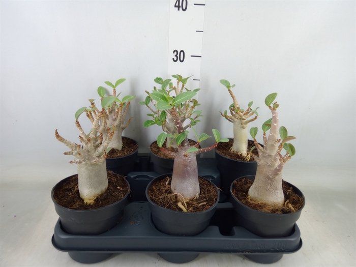 <h4>Adenium NB 'Ansu Baobab'</h4>
