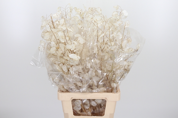 <h4>Lunaria</h4>