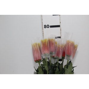 ANASTASIA CHISPA 080 CM BICOLOR