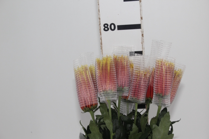 <h4>ANASTASIA CHISPA 080 CM BICOLOR</h4>