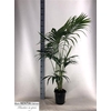 Howea Forsteriana