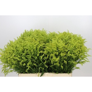 Solidago Tara Gold
