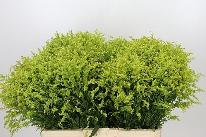 <h4>Solidago Tara Gold</h4>