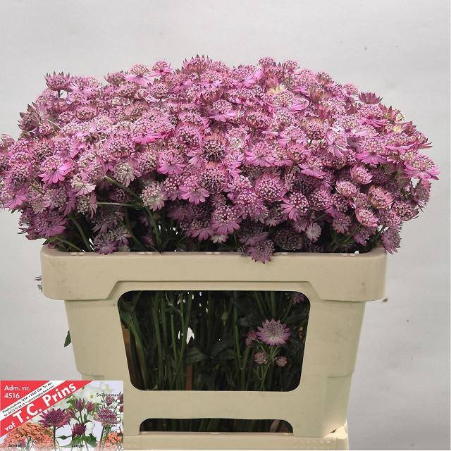 <h4>ASTR PURPLE SENSATIO</h4>