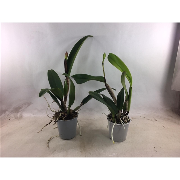 <h4>Cattleya grootbloemig 1 bloem</h4>