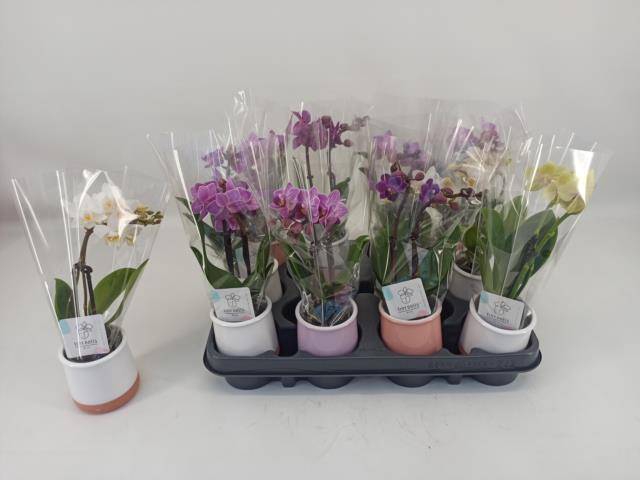 <h4>PHAL MINI</h4>