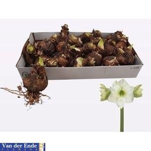 BLOEMBOL HIPPEASTRUM