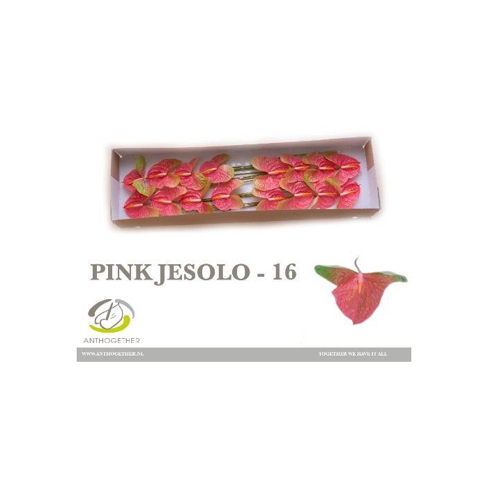 <h4>Anth A Pink Jesolo</h4>