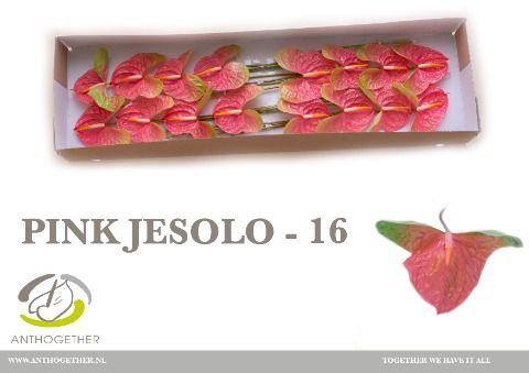 <h4>Anthurium Pink Jesolo</h4>