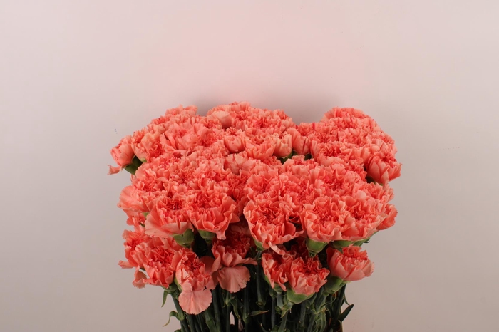 <h4>Di St Orange Flame</h4>