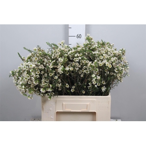 Chame Un Carlys Whit