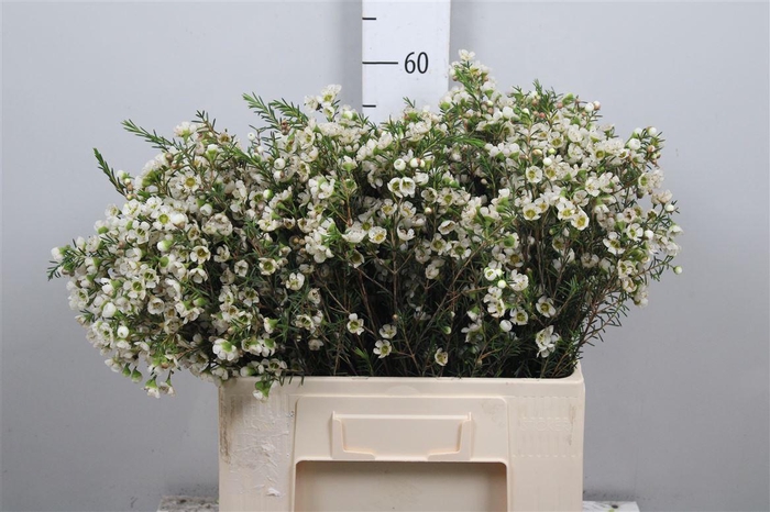 <h4>Chame Un Carlys Whit</h4>