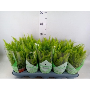 Nephrolepis exal. 'Green Moment'