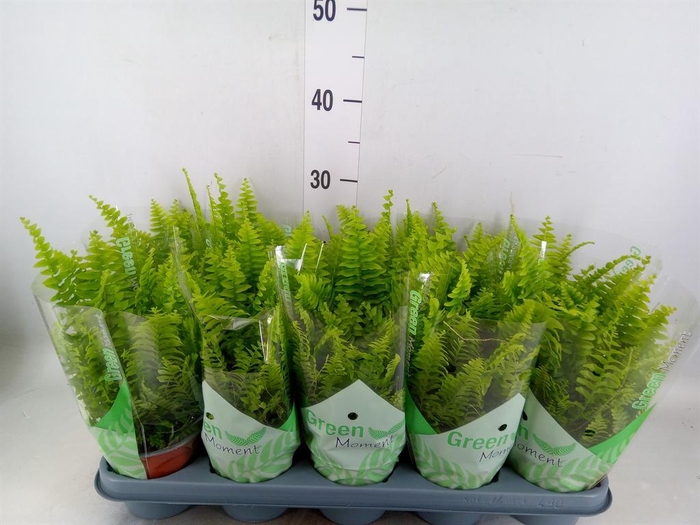 <h4>Nephrolepis exal. 'Green Moment'</h4>