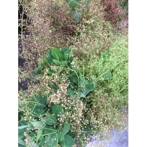 COTINUS ROT