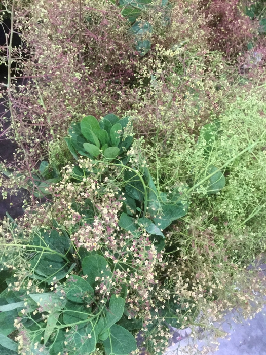 <h4>COTINUS ROT</h4>