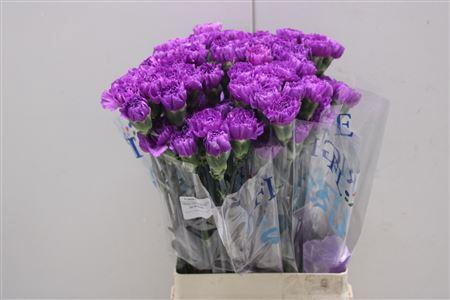 <h4>Di St Fl Moonlite</h4>