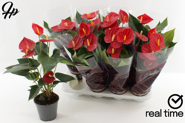 <h4>ANTHU AN TREMENDO</h4>