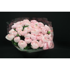 Cloni Super Hanoi Pink