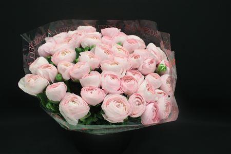 <h4>Cloni Super Hanoi Pink</h4>