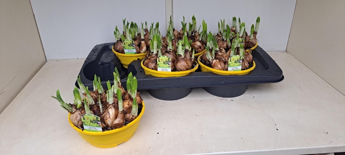 <h4>NARC O TETE A TETE</h4>