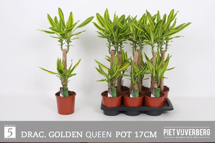 <h4>DRA FRAG GOLDEN QUEE</h4>