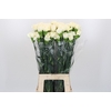 Dianthus St Rodas Creme
