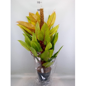 Philodendron  'Painted Lady'