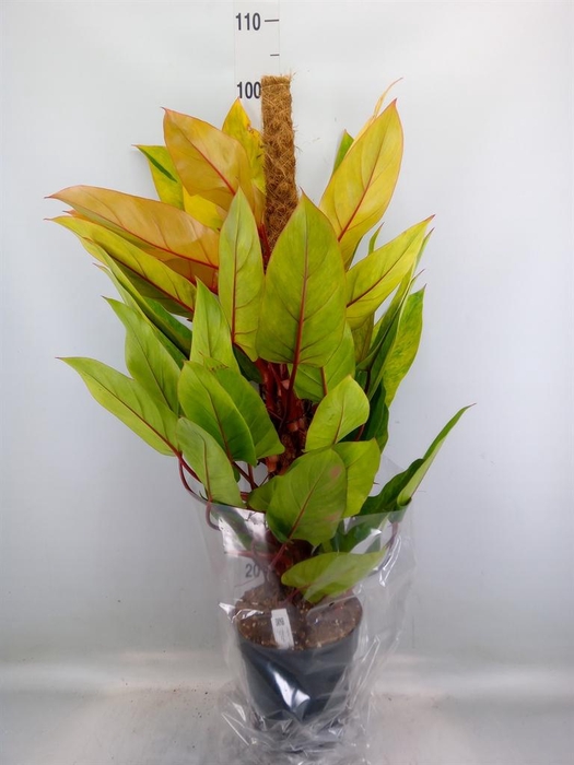 <h4>Philodendron  'Painted Lady'</h4>
