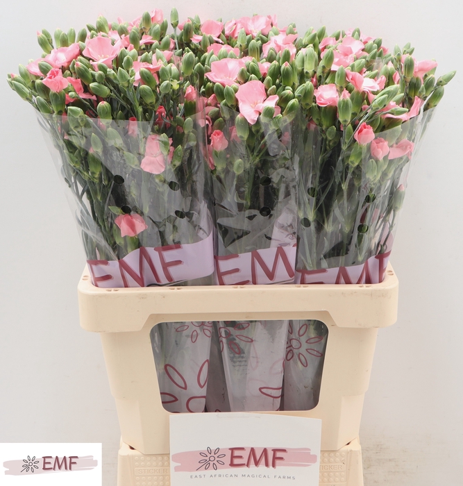 <h4>DI SOLOMIO ROSE</h4>