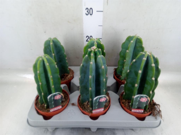 <h4>Cereus   ...</h4>