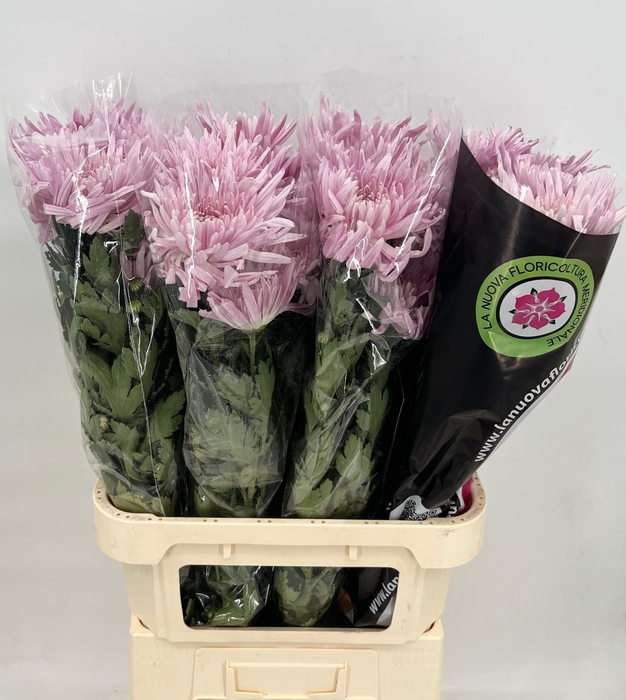 <h4>Chrys Gp Anastasia Pink</h4>