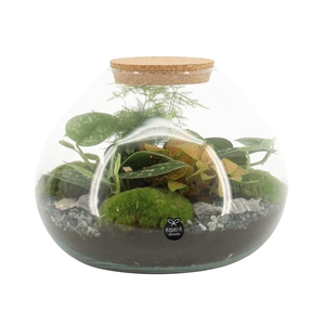 90515: Terrarium arrangement