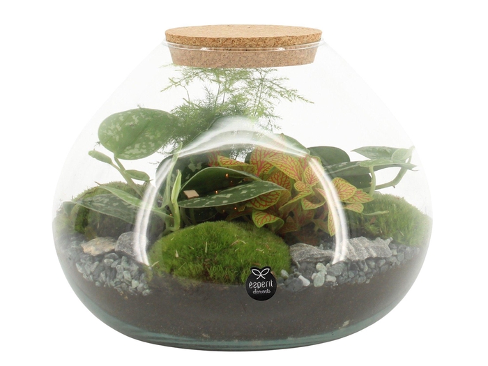 <h4>90515: Terrarium arrangement</h4>