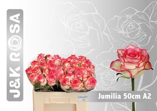 <h4>Rosa large jumilia</h4>