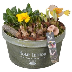 PTBM3926 Arrangement Flower Bulbs Mix in houten pot